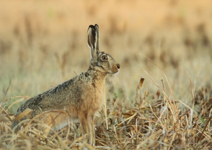Степной заяц Русак