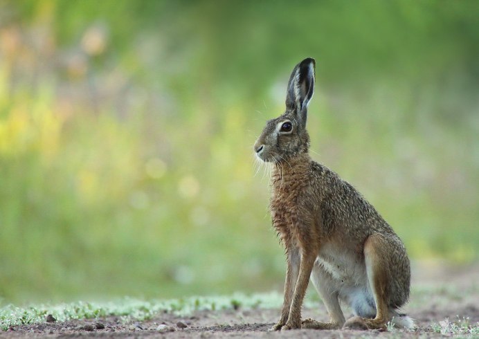 Степной заяц Русак