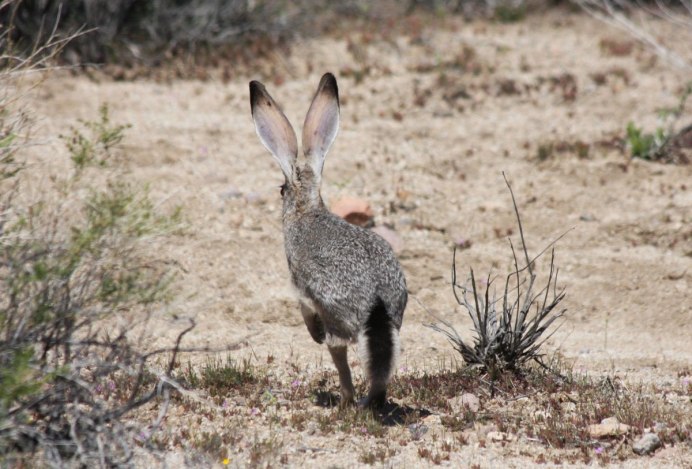 Толай Беляк Русак