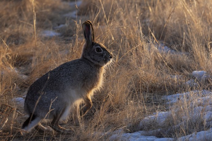 Толай Беляк Русак