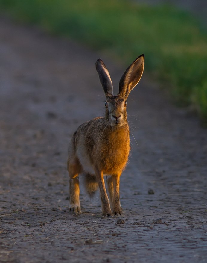 Заяц Русак с зайчатами