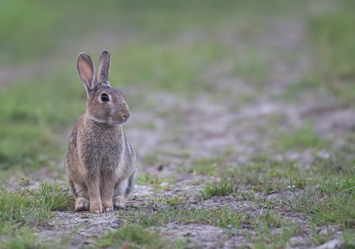 Заяц Русак с зайчатами