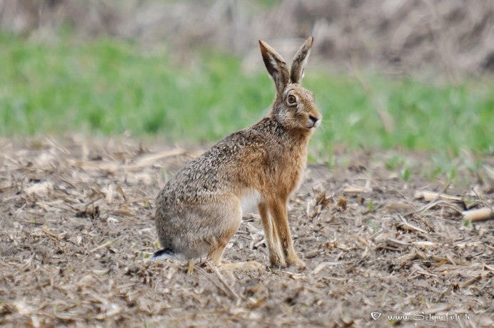 Степной заяц Русак