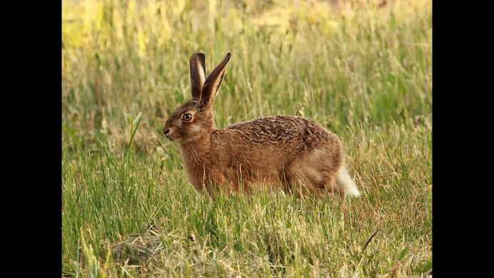Степной заяц Русак