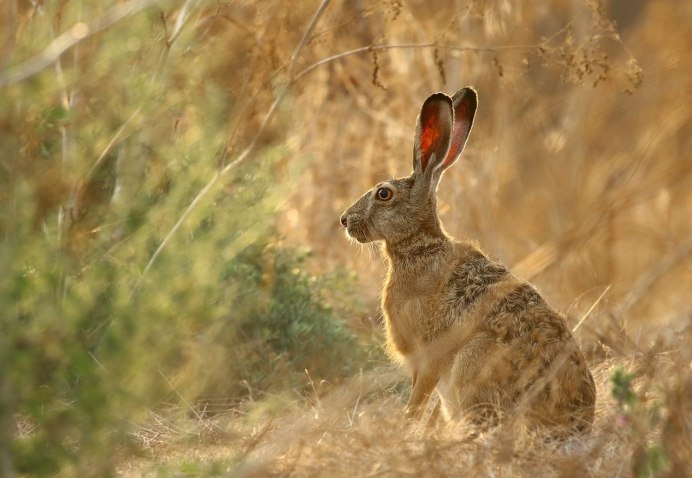 Степной заяц Русак