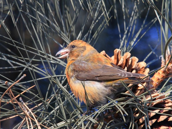 Обыкновенный клёст еловик