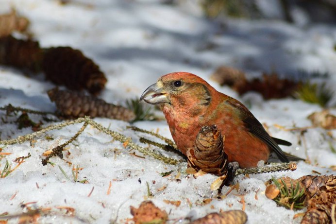 Клест еловик и Сосновик