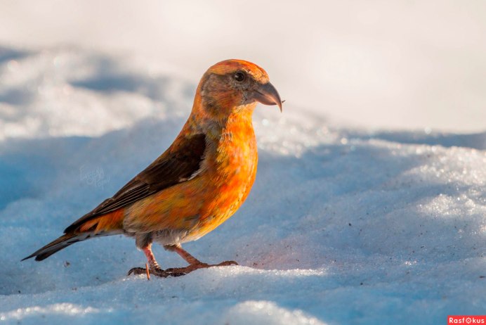 Loxia leucoptera белокрылый Клест