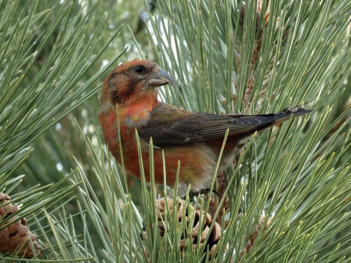 Loxia leucoptera белокрылый Клест