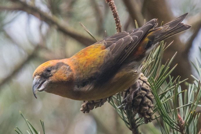 Клёст деряба