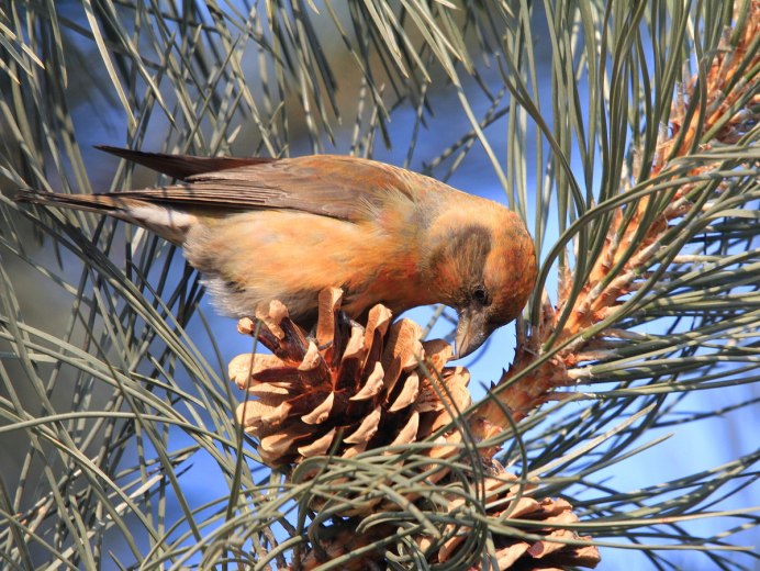 Клест Крестонос