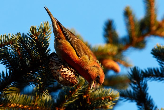Клест еловик самка