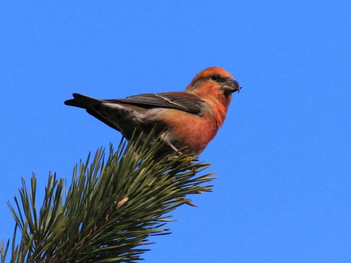 Клест еловик самка