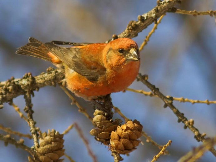 Клест еловик желтый