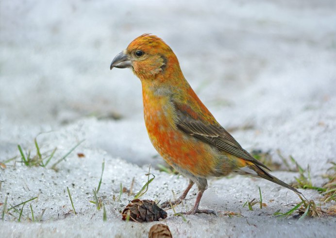 Птица Клест еловик