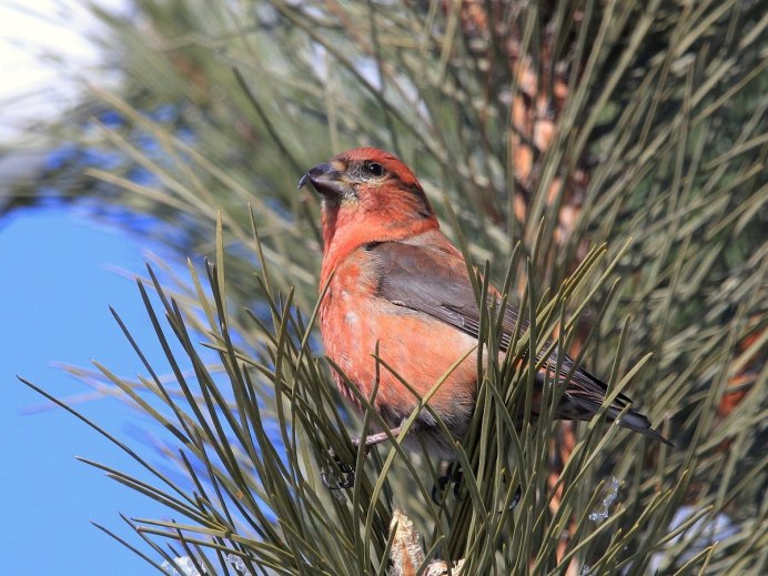 Клест и пищуха