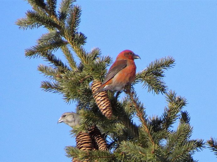 Клест и синица