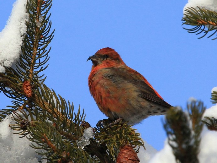 Клест-еловик (Loxia curvirostra)