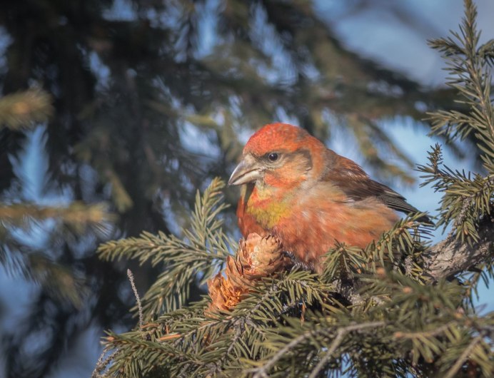 Клест Сибирский