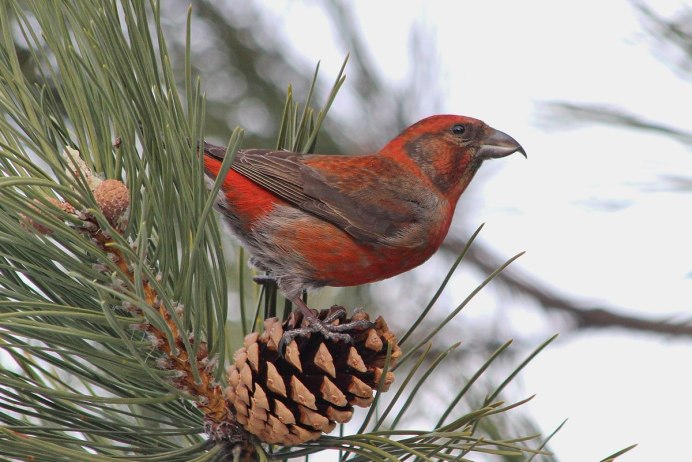 Птица Клест еловик