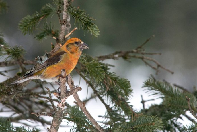 Клест еловик и Сосновик