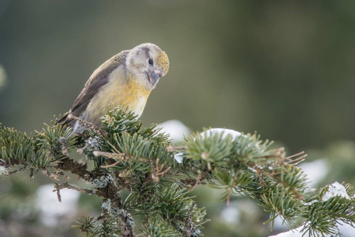 Клест еловик самка