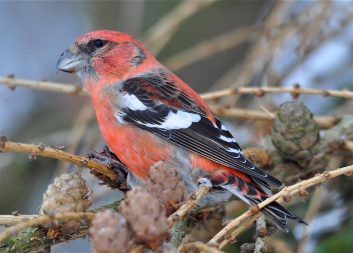 Клест Кедровый