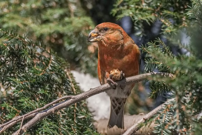 Клёст-еловик и клёст-Сосновик