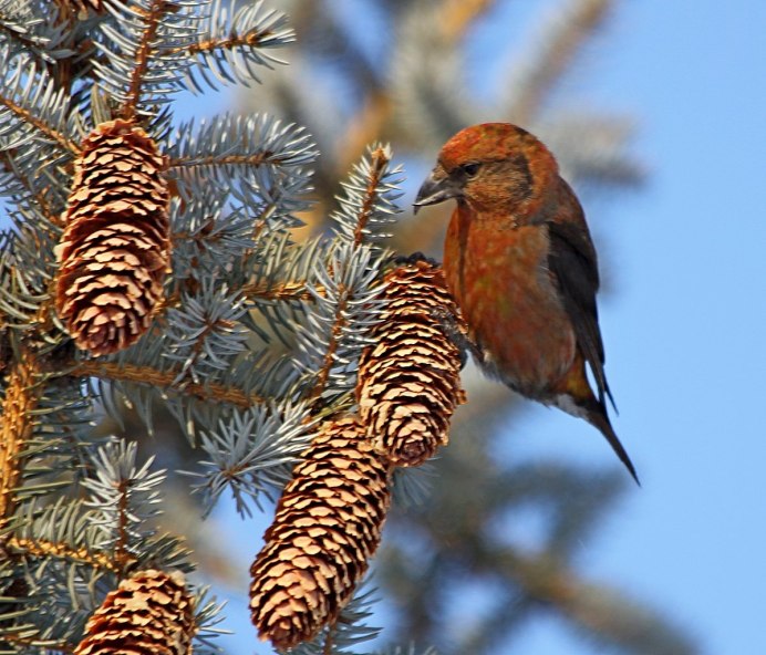 Клест-еловик (Loxia curvirostra)