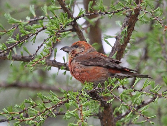 Птица Клест еловик