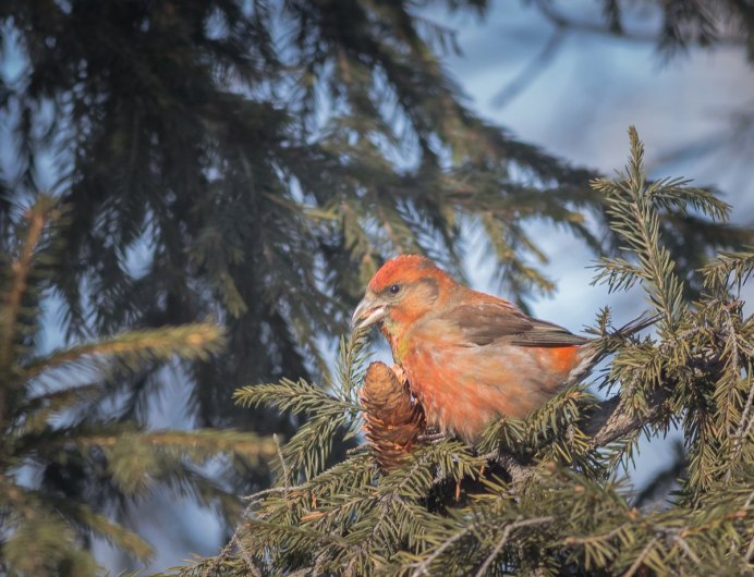 Клёст-еловик молодой