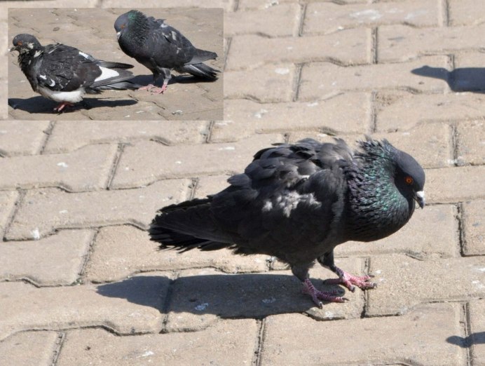 Самка голубя