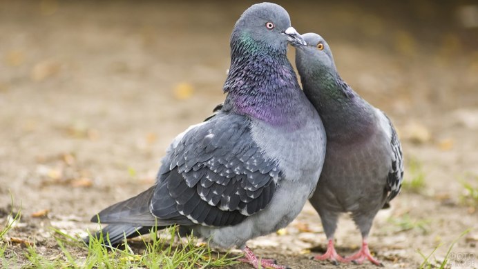 Влюбленные голуби