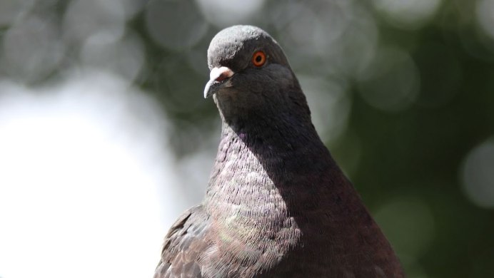 Разводчик голубей