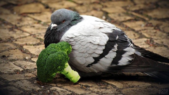 Здание птица