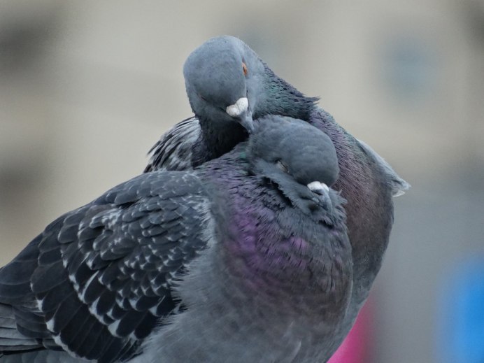 Голубиное воркование