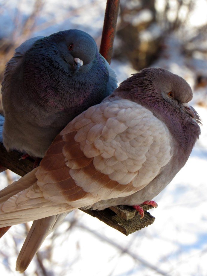 Сизый голубь самец