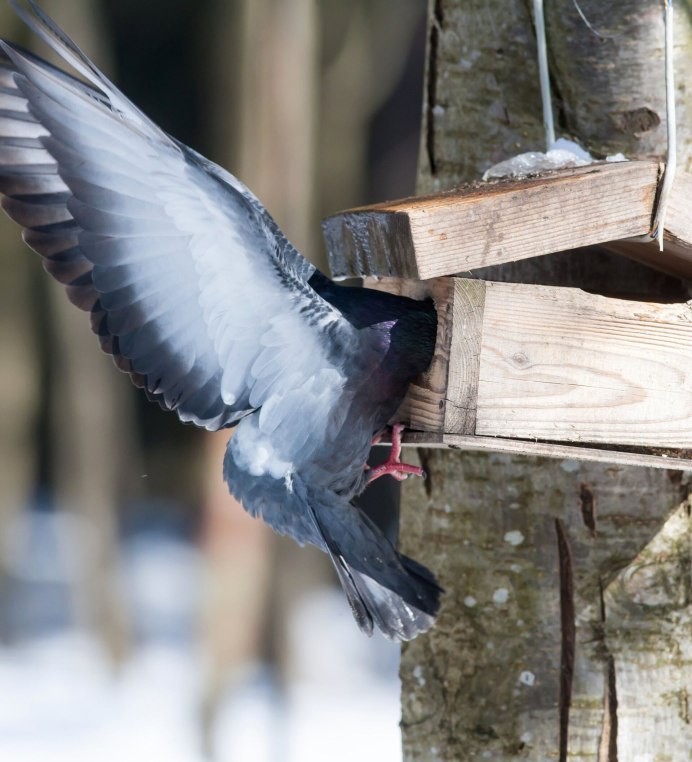 Голубь с пятнами