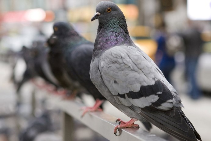 Голуби отличие самки от самца