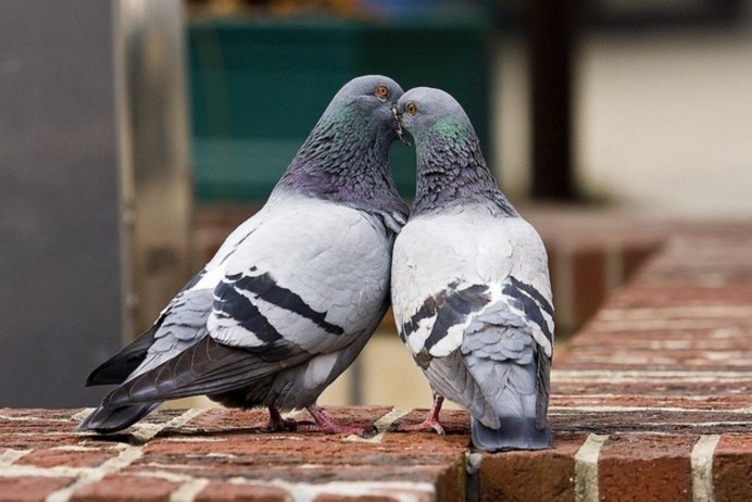 Голуби воркуют