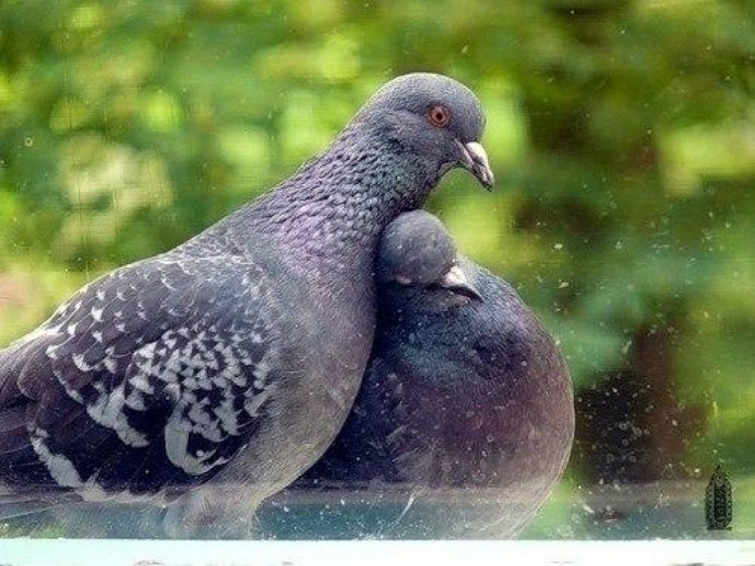 Пара голубей