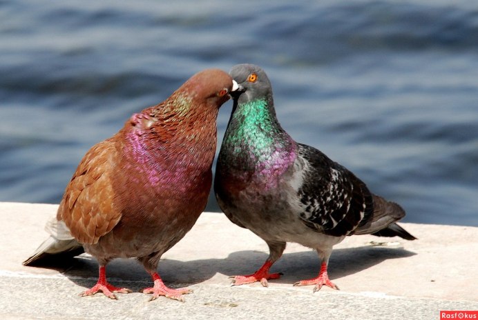 Горлица самец