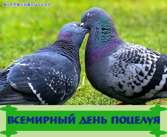 Голубки воркуют