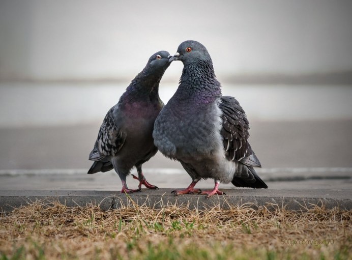 Поцелуй птиц