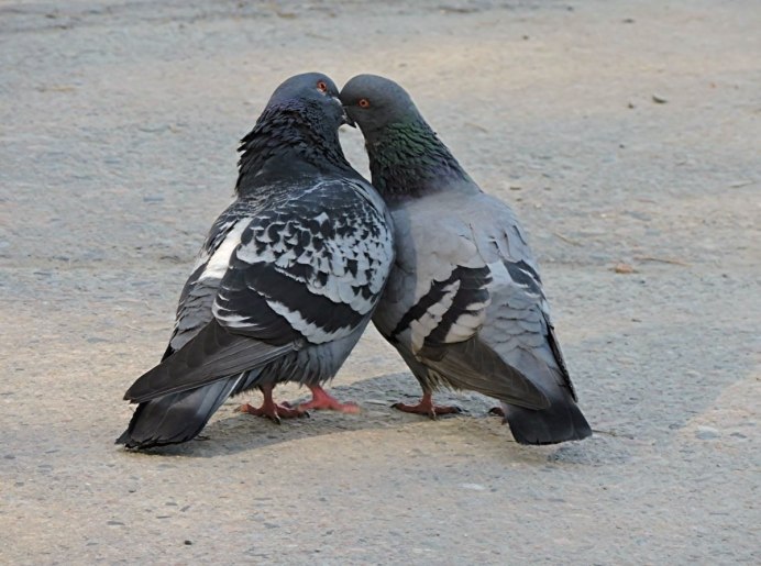 Голуби милуются