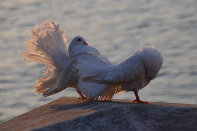 Голуби в паре