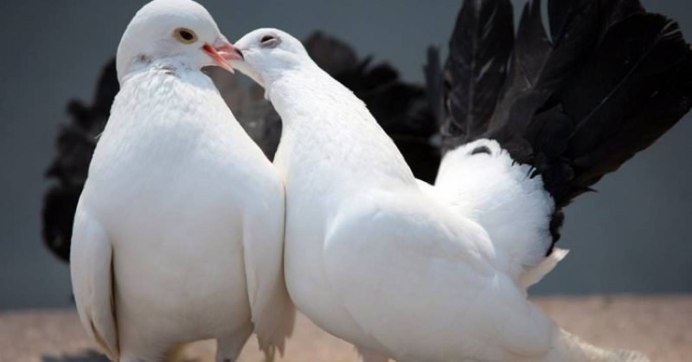 Голубь самец