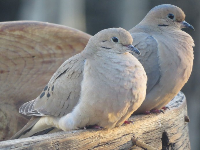 Голуби в городе