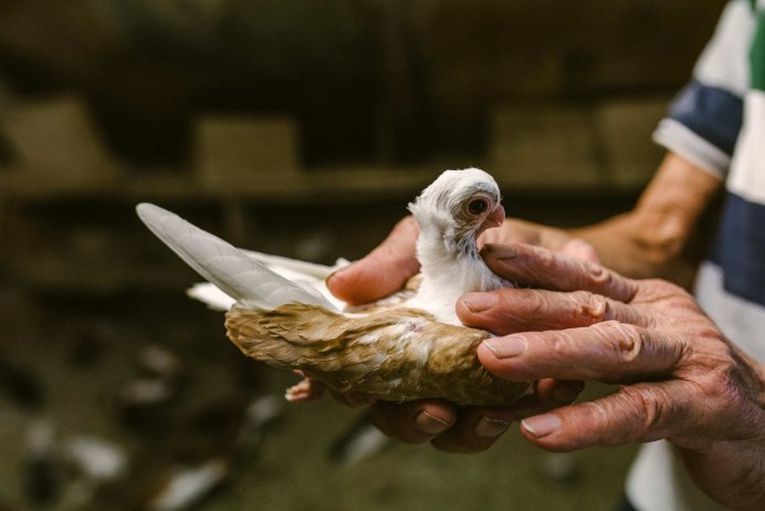 Дорогие голуби