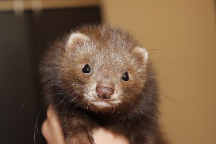 Хорек окрас шоколад